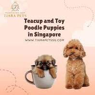 TOY POODLE IN SINGAPORE