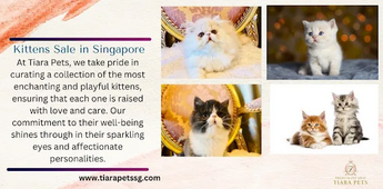 Welcome to Our Kittens Sale in Singapore