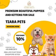 Premium Beautiful Puppies and Kittens for Sale