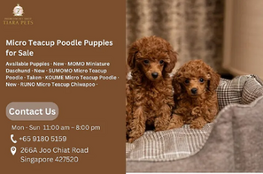 Micro Teacup Poodle Puppies for Sale