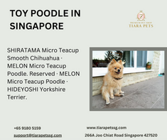 TOY POODLE IN SINGAPORE