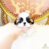 Shih Tzu Puppies for Sale Singapore