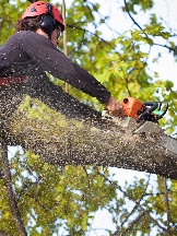 Orange County Tree Services