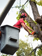 The Bat City Tree Service