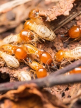 Oil Capital of the World Termite Removal Experts