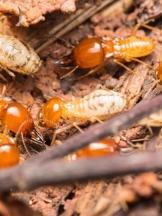 Bluff City Termite Removal Experts