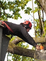 Lake Conroe Tree Service