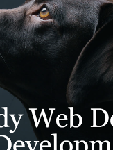 Buddy Web Design & Development