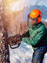 Rotherham Tree Services