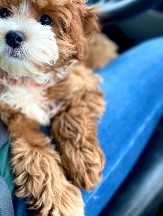 Cavapoo Puppies Available