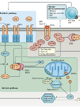 CD BioSciences