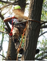 Pasadena Tree Service Pros