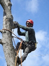 Somerville Tree Service Pros