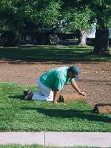 Arlington Artificial Turf Installation Experts