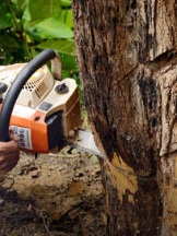 Tree Service Chilliwack Inc.