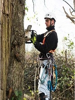 Tree Service Stamford