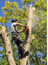 Tree Service Coquitlaam Inc.