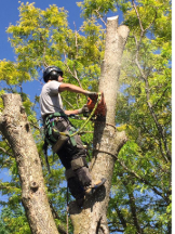 Tree Service Ajax Inc