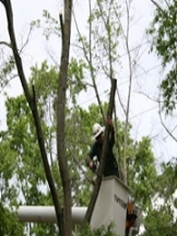 Certified Arborist Alpharetta