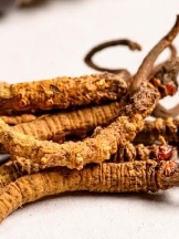 Ophiocordyceps Sinensis Exporter