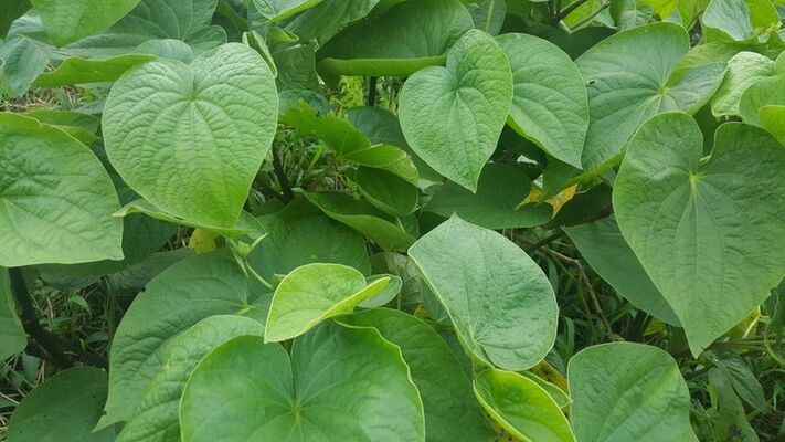 A kava bar could offer a variety of kava drinks, as well as light snacks or appetizers.