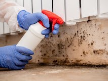 Tips for Maintaining a Mold-Free Home After Professional Mold Removal