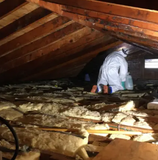 Essential Insights into Mold Removal in Burlington