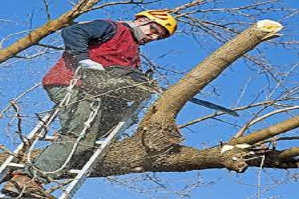 Our Tree Technicians Prune With Precision