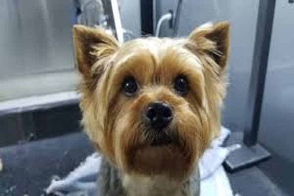 dog grooming okc | EarthWise Pet SW Oklahoma City