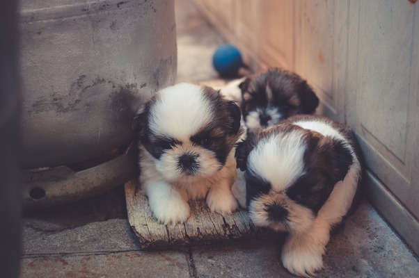 Walker Coonhound Puppies – Sweet and Loving Family Dogs