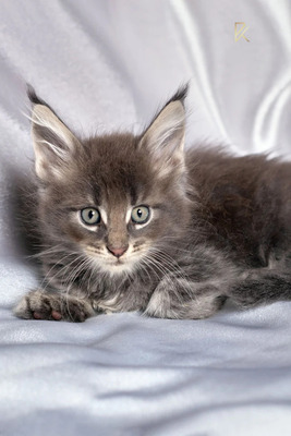 What do You need to Know Before Bringing Home a Maine Coon kitten?