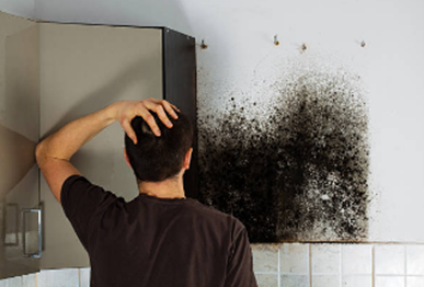 Signs You Need a Professional Mold Removal Service