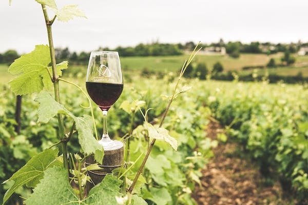 A Guide to Vineyards, Wine and the Wine Industry