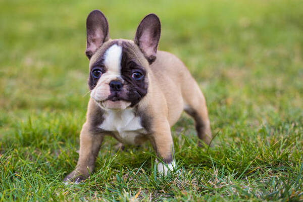 French Bulldog Puppies: The Benefits of Owning One