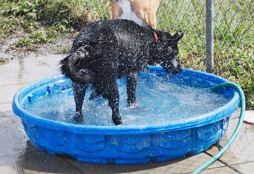 Easy Maintenance Tips for Your Plastic Dog Pool