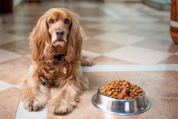 The Risks of Improperly Storing Your Dog's Food