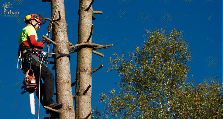 Unveiling the Summer Tree Care Secrets: Harness the Power of Pruning and Trimming for Thriving Trees