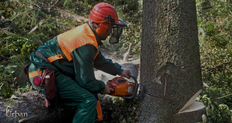 Understanding Tree Removal Costs in Portland, Oregon: Factors and Estimates