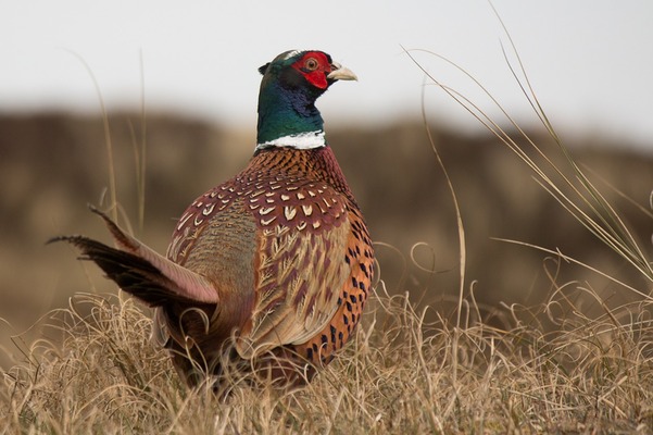 The Social Benefits of Pheasants Forever Banquets: Connecting Communities and Conservation