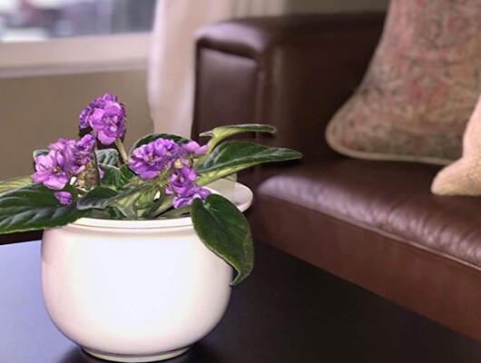 Repotme Orchid Pots: A Premium Choice for Orchid Enthusiasts