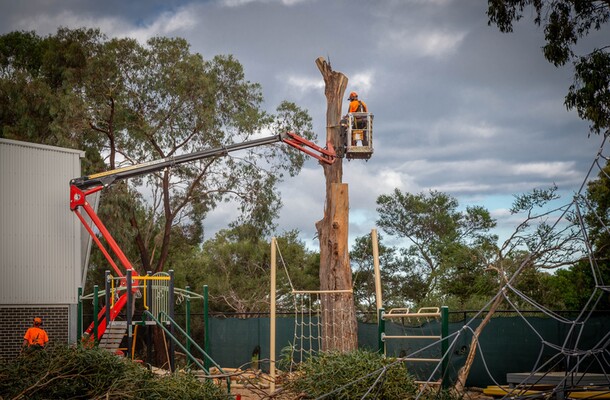 The Benefits Of Professional Tree Removal Services In Mornington: Ensuring Safety, Preservation, And Excellence.