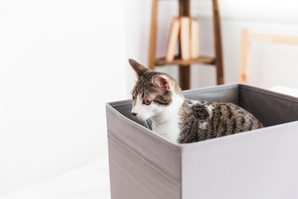 Tips for Introducing Your Cat to a Litter Box Enclosure Furniture