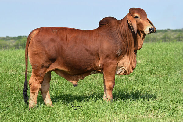 Discovering Brahman Cattle Ranches in Texas: A Journey Through Tradition