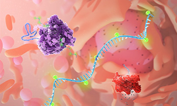 Persistent gene editing therapy using LNP-delivered mRNAs