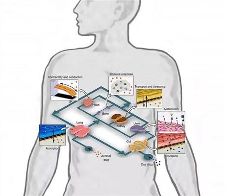 Microfluidic Chip Development