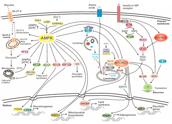 New Solutions for Studying Anabolism