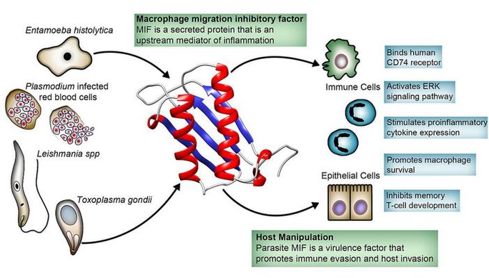 Macrophage Migration Inhibitory Factor Reagents for Research Applications