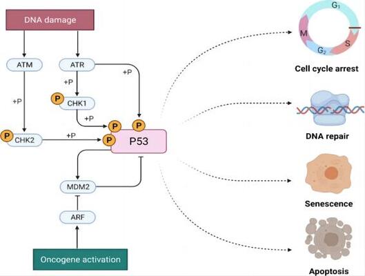 P53 and TP53 Antibodies for Cancer Research