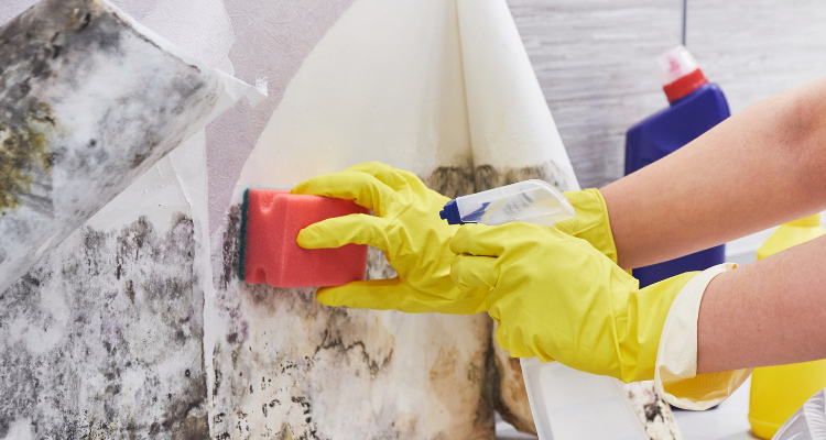 5 Essential Tips for Preventing Mold on Hard Surfaces