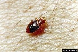 Trusted Bed Bug Exterminator in Scottsdale – PhoenixBedBugExpert